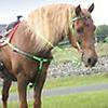 Pony Tack Sets